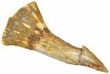Fossil Sawfish (Onchopristis) Rostral Barb - Morocco #322862-1